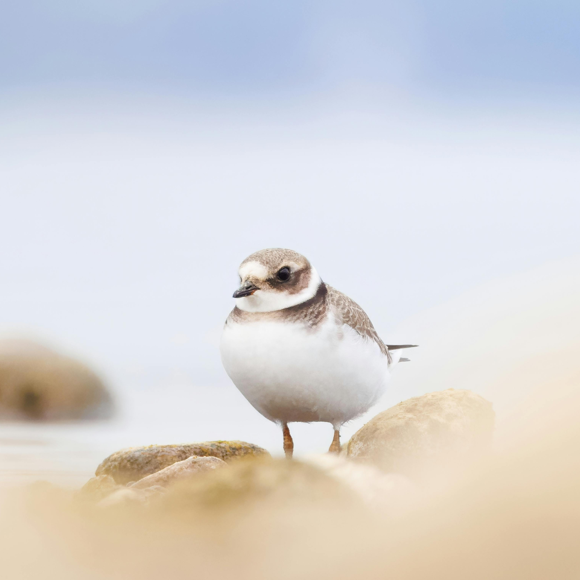 Piping Plovers: Conservation in Action